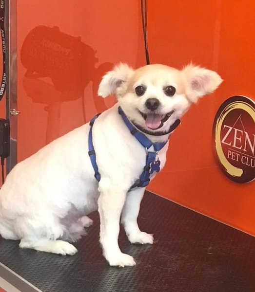 Zen Pet Club - Servicii pentru animale de companie